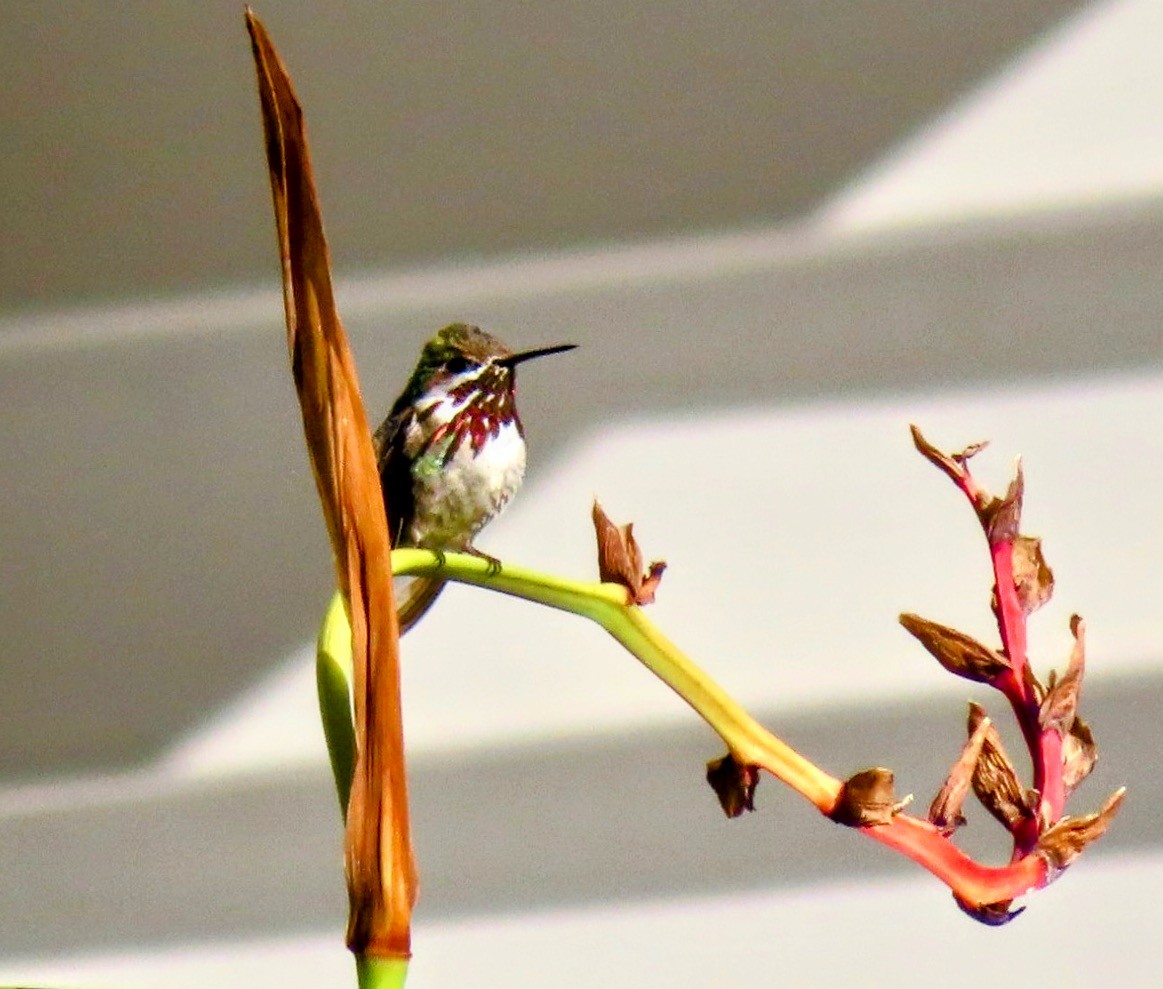 Calliope Hummingbird - ML595557311