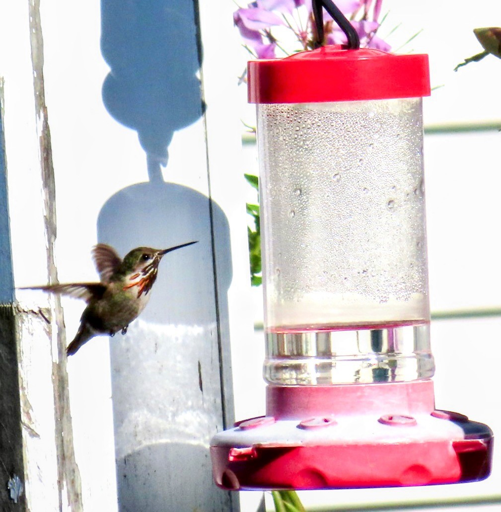 Calliope Hummingbird - ML595557321