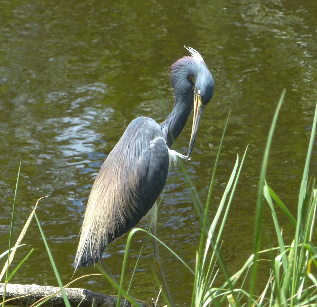 Tricolored Heron - ML595557581