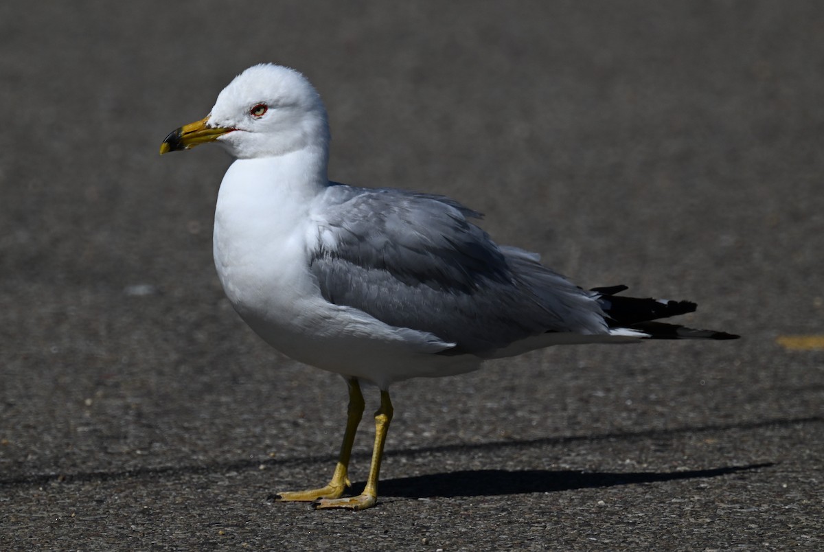 Ring-billed Gull - ML595557691