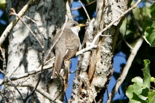 Yellow-billed Cuckoo - ML595557861