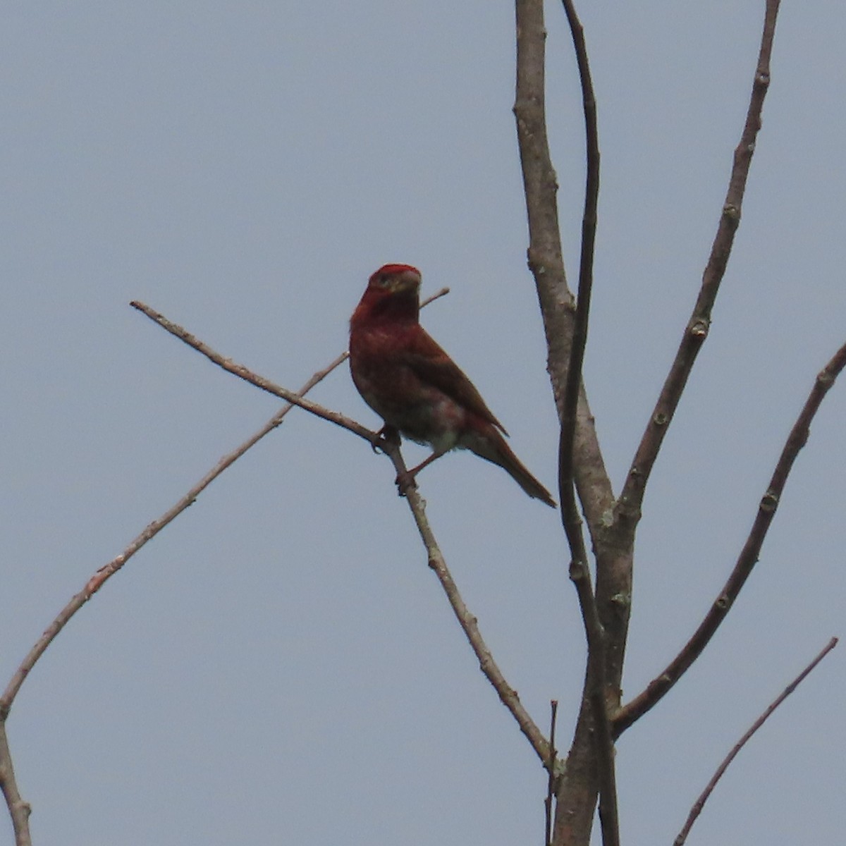 Purple Finch (Eastern) - ML595558911