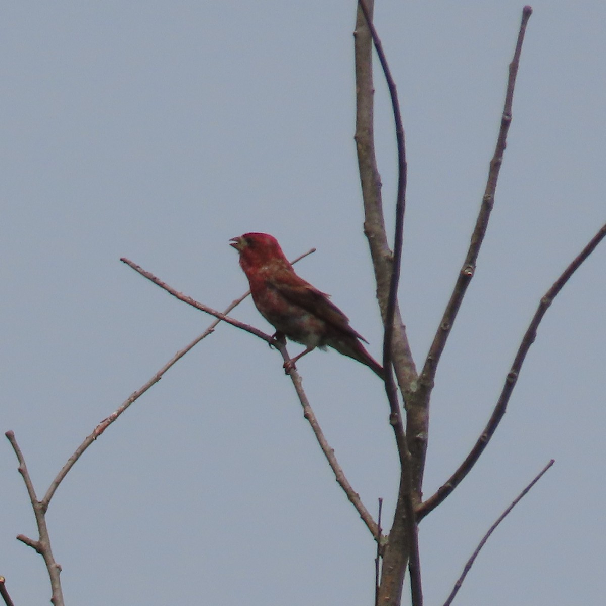 Purple Finch (Eastern) - ML595558931