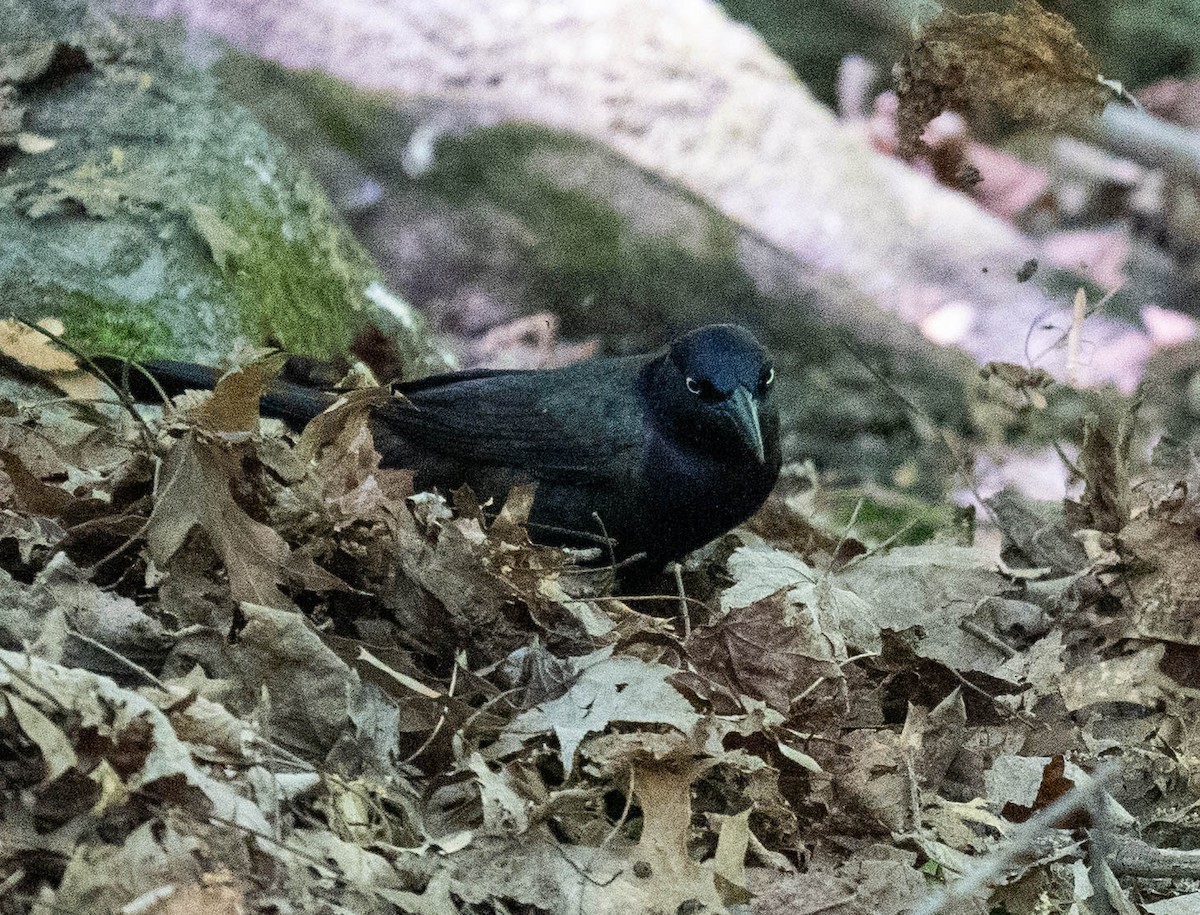 Common Grackle - ML595559491