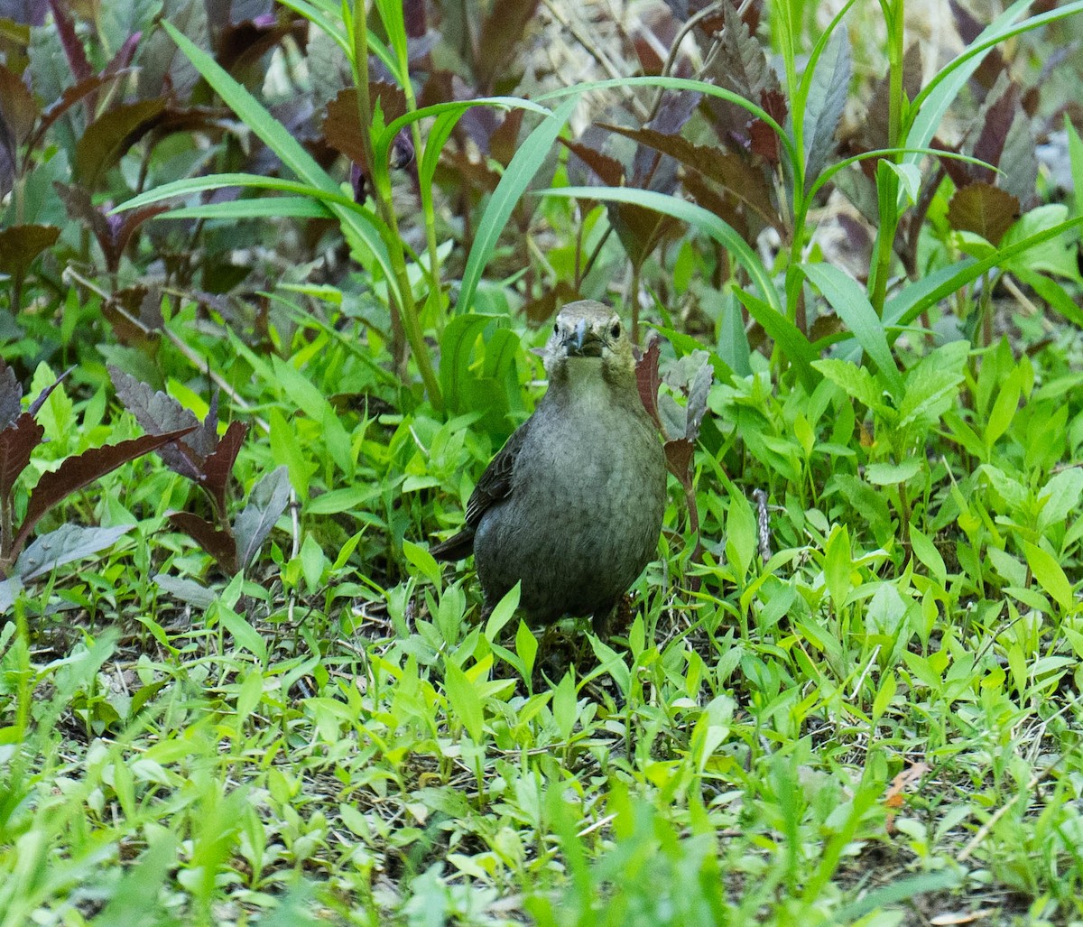 Brown-headed Cowbird - ML595559561