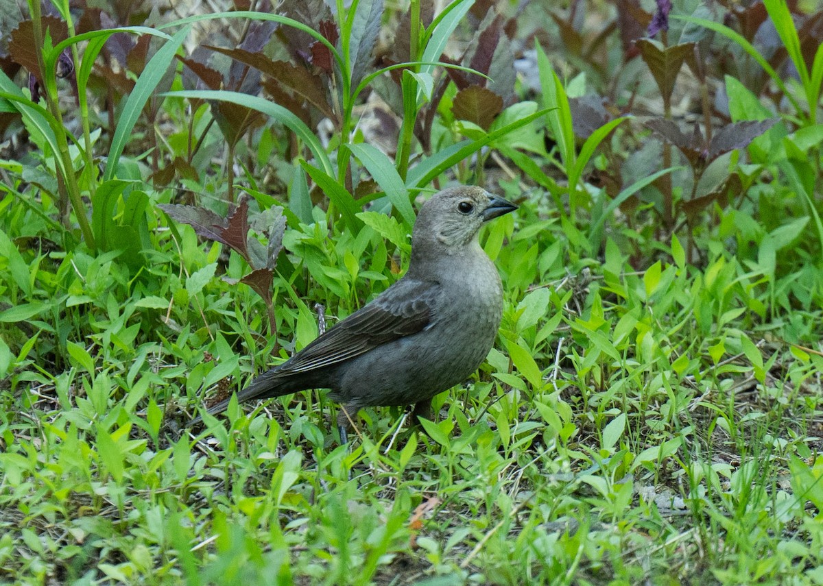 Brown-headed Cowbird - ML595559571