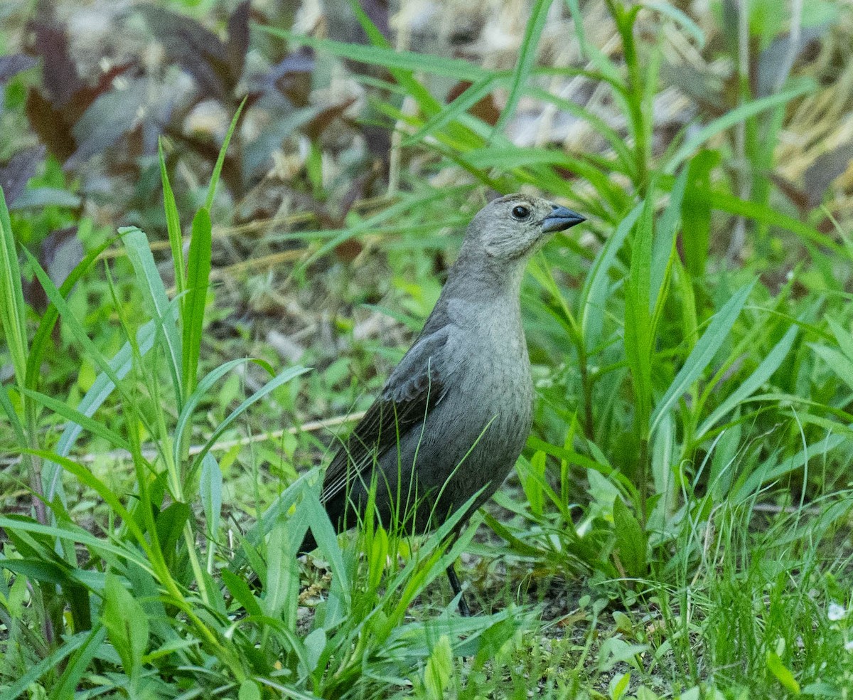 Brown-headed Cowbird - ML595559581