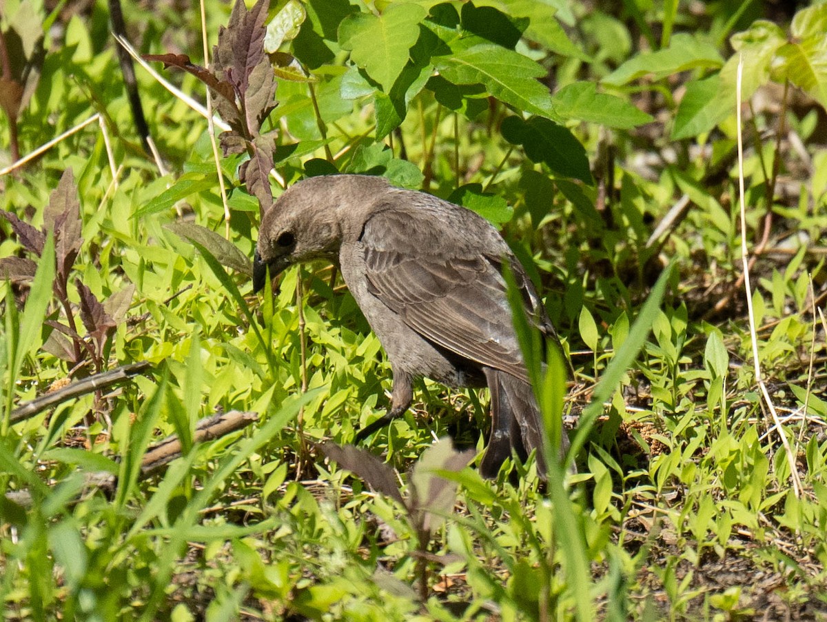 Brown-headed Cowbird - ML595559591