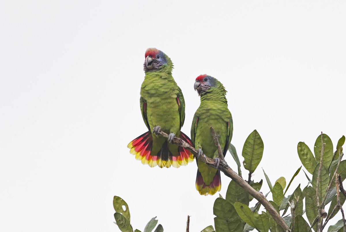 Red-tailed Amazon - Ciro Albano / Brazil Birding Experts
