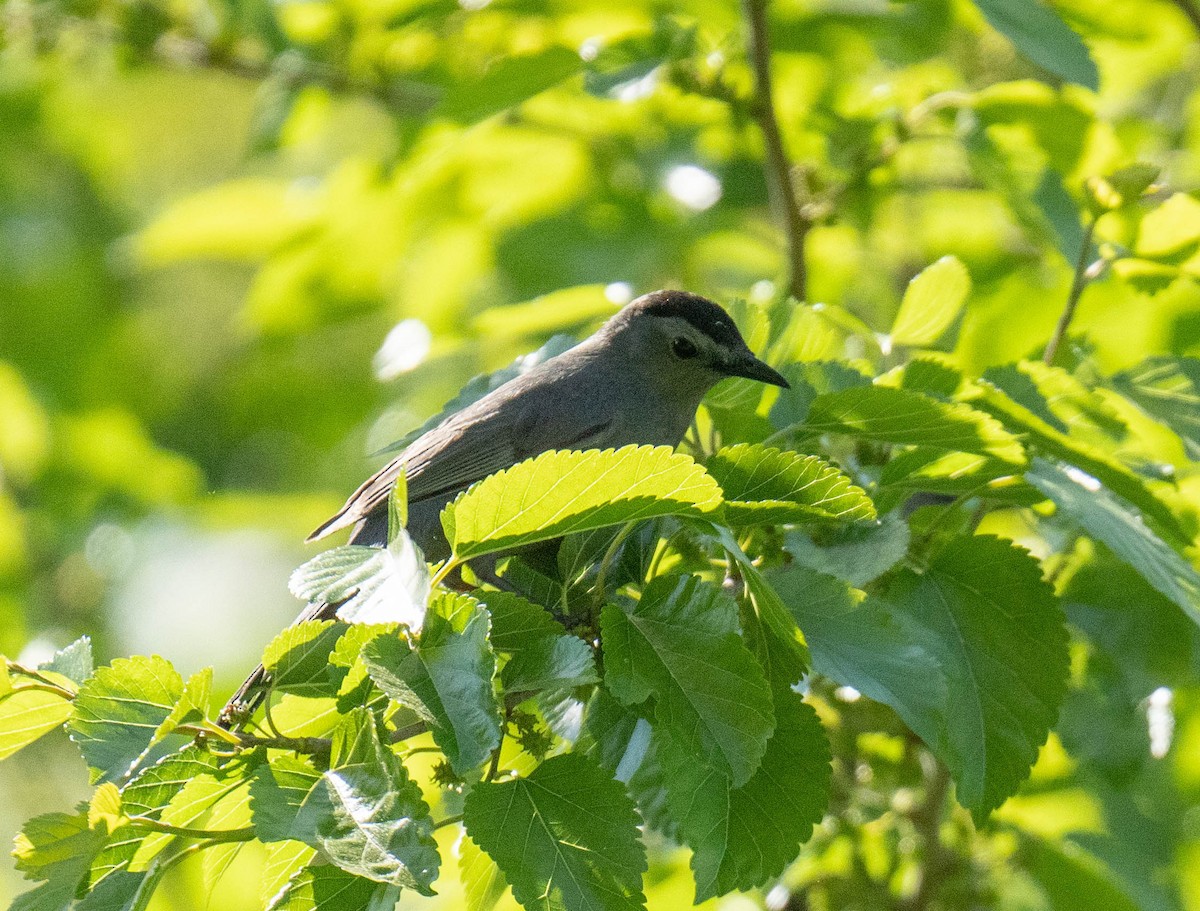 Gray Catbird - ML595559851