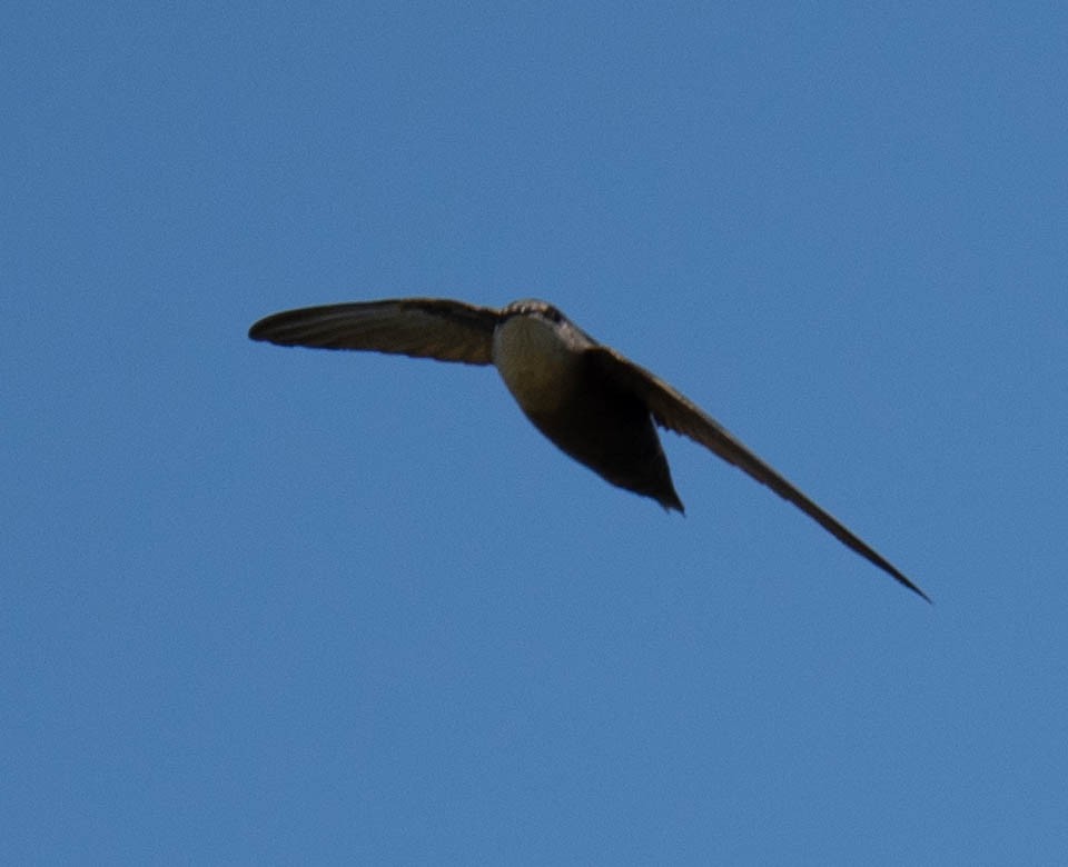 Chimney Swift - ML595560031