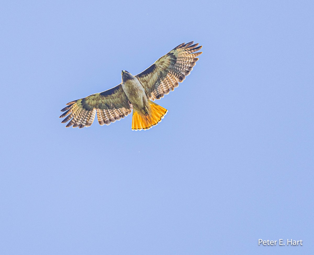 Red-tailed Hawk - ML595561961