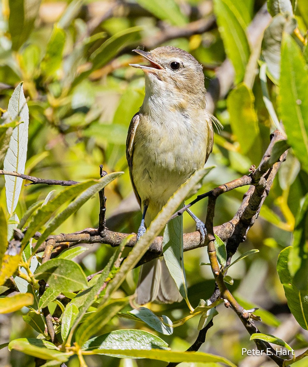 Warbling Vireo - ML595562081