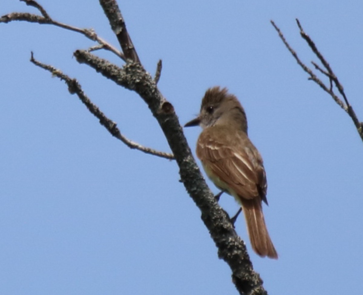 Great Crested Flycatcher - ML595562301