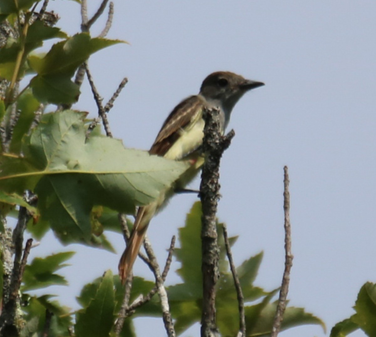 Great Crested Flycatcher - ML595562311