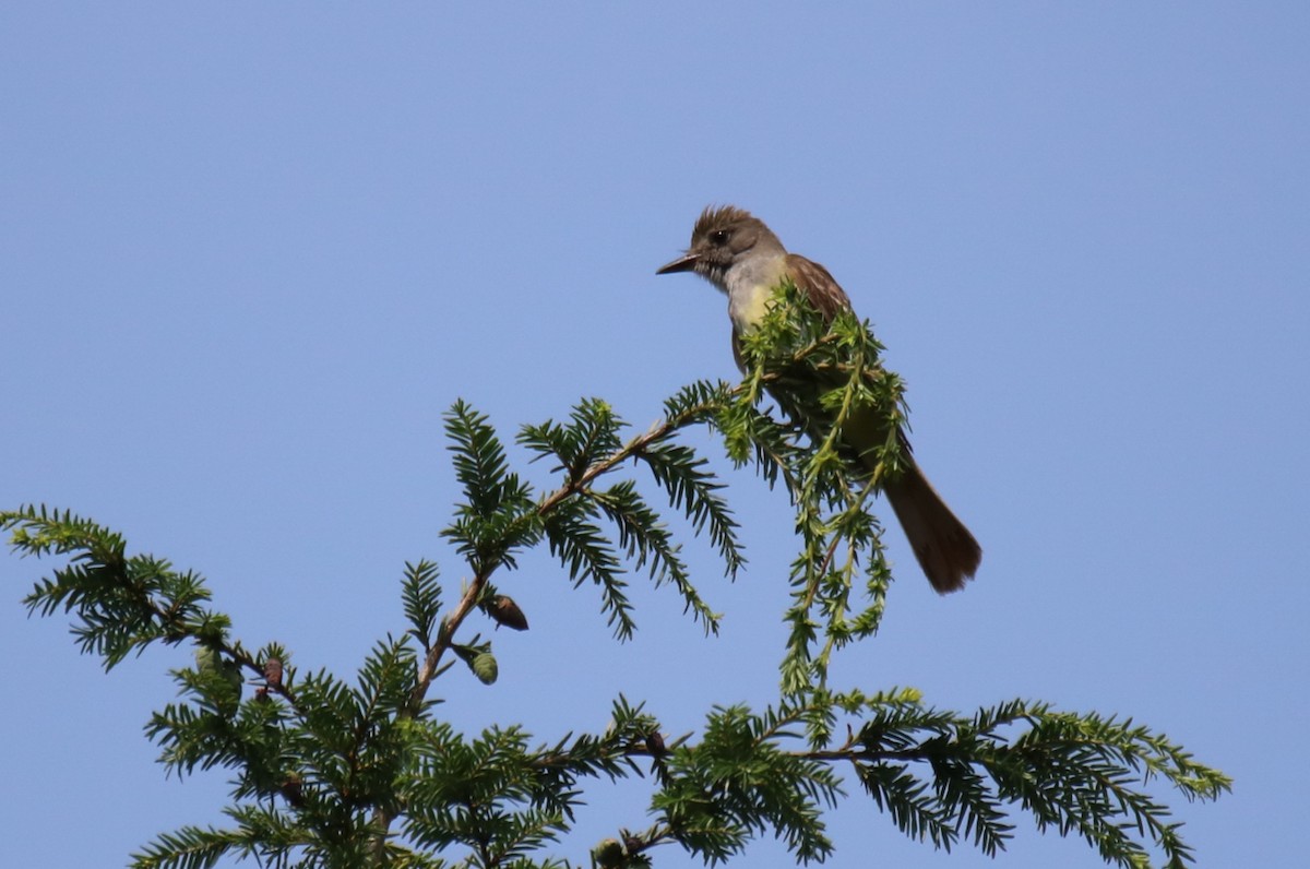 Great Crested Flycatcher - ML595562321