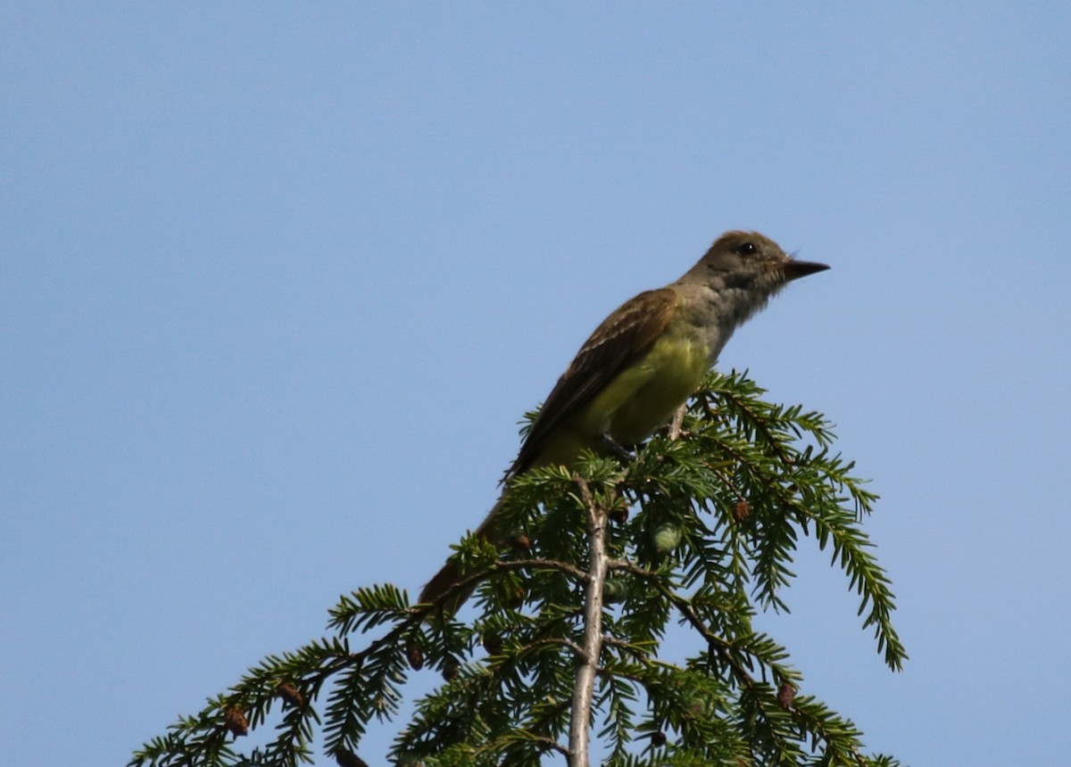 Great Crested Flycatcher - ML595562331
