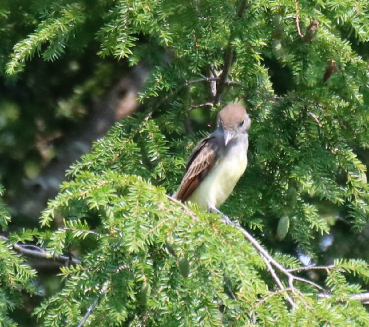 Great Crested Flycatcher - ML595562341