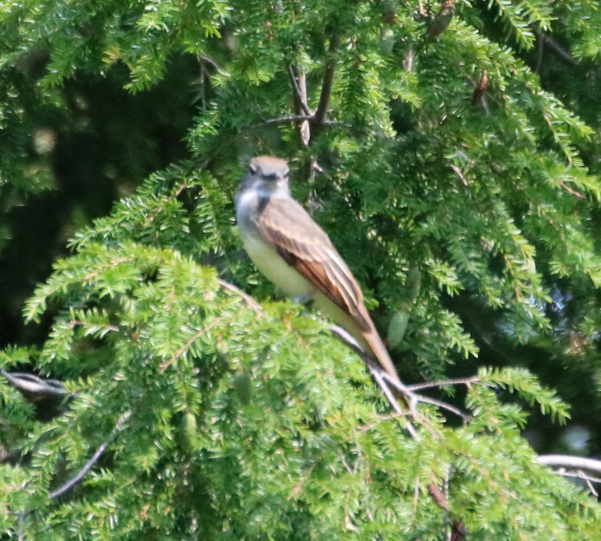 Great Crested Flycatcher - ML595562351