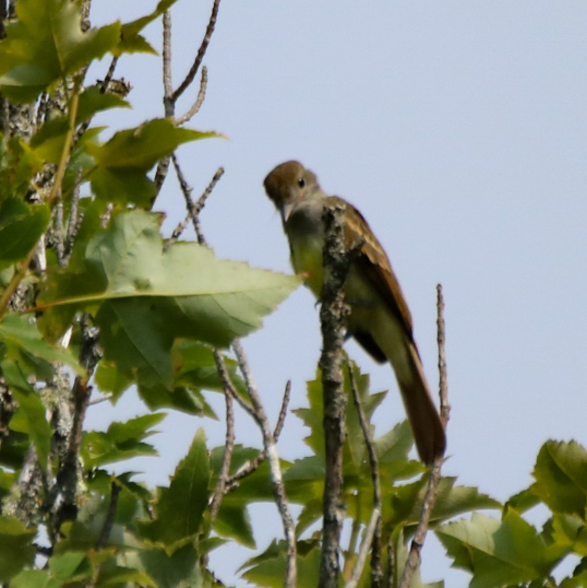 Great Crested Flycatcher - ML595562361