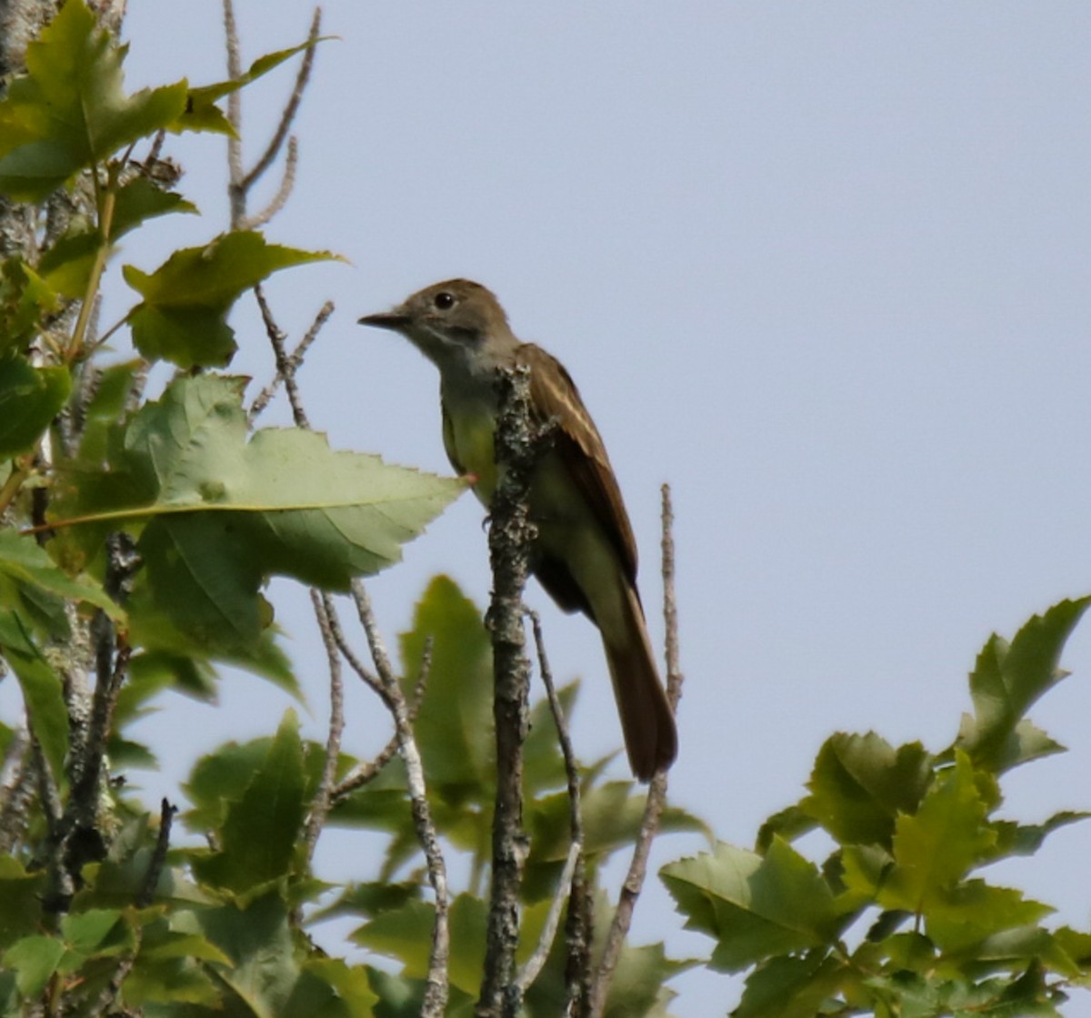 Great Crested Flycatcher - ML595562371