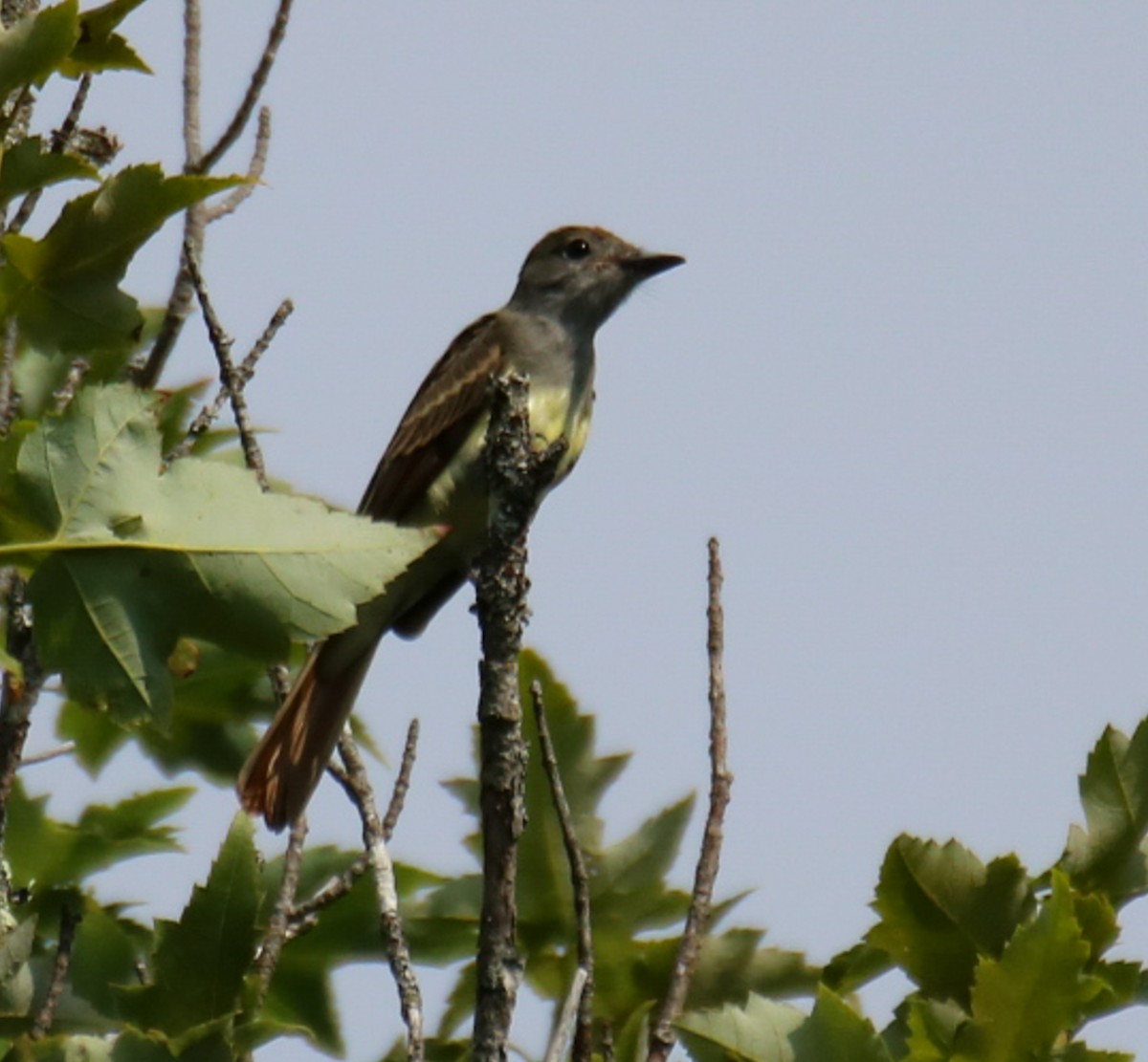 Great Crested Flycatcher - ML595562381