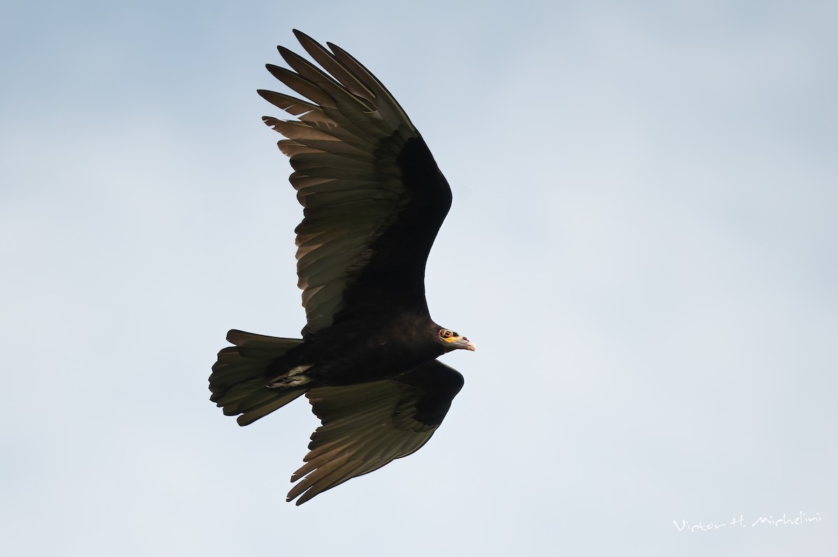 Lesser Yellow-headed Vulture - ML595563391