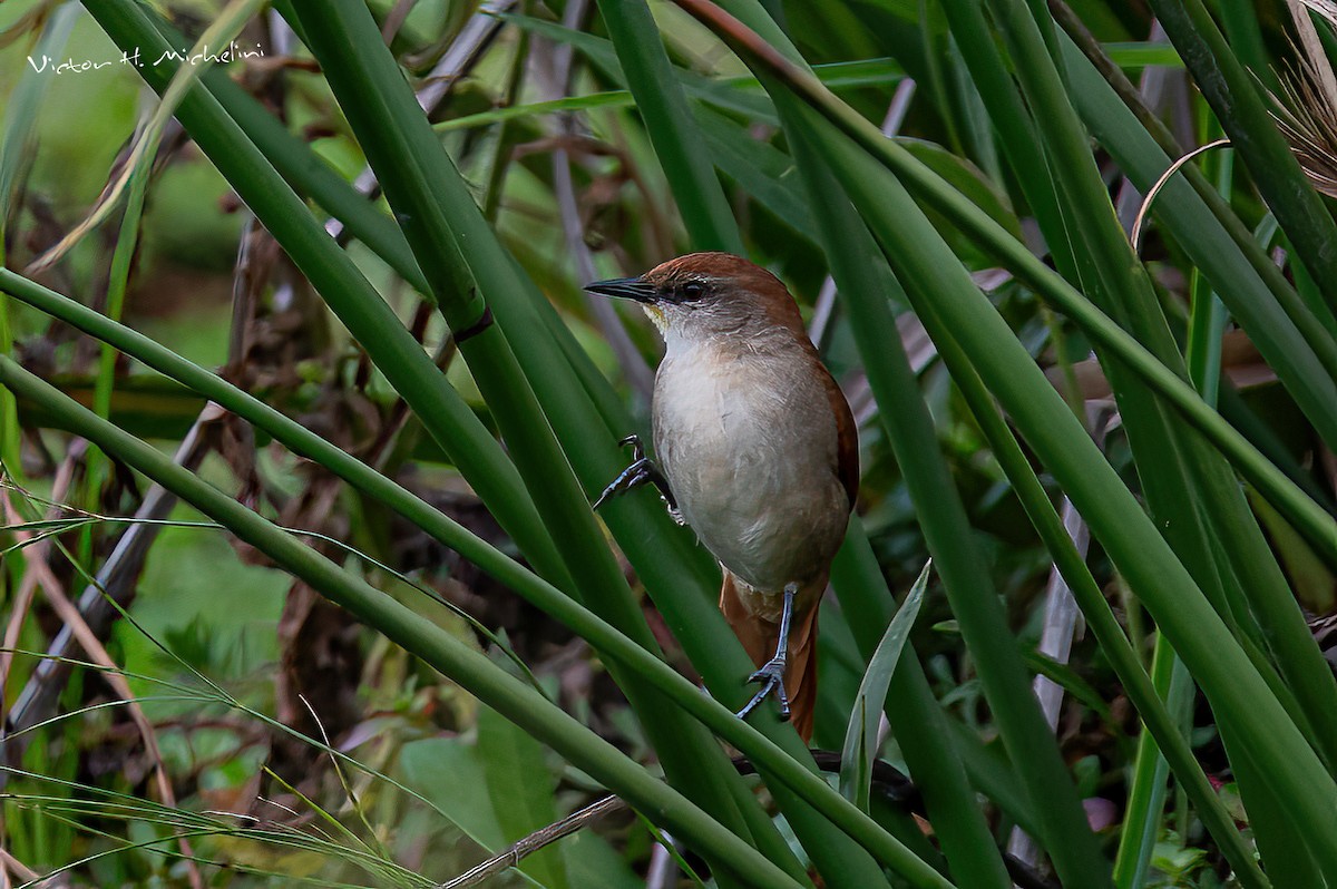 Yellow-chinned Spinetail - ML595563641