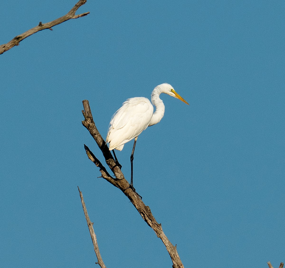 Great Egret - ML595564771