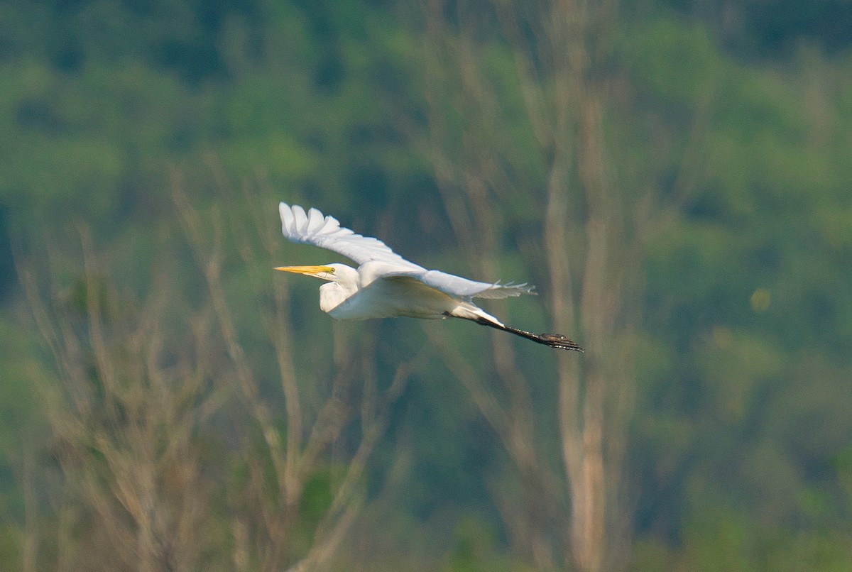 Great Egret - ML595564791