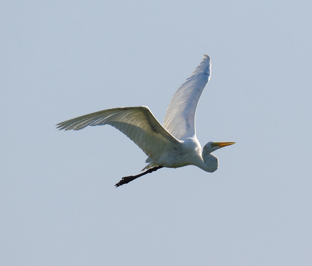 Great Egret - ML595564801