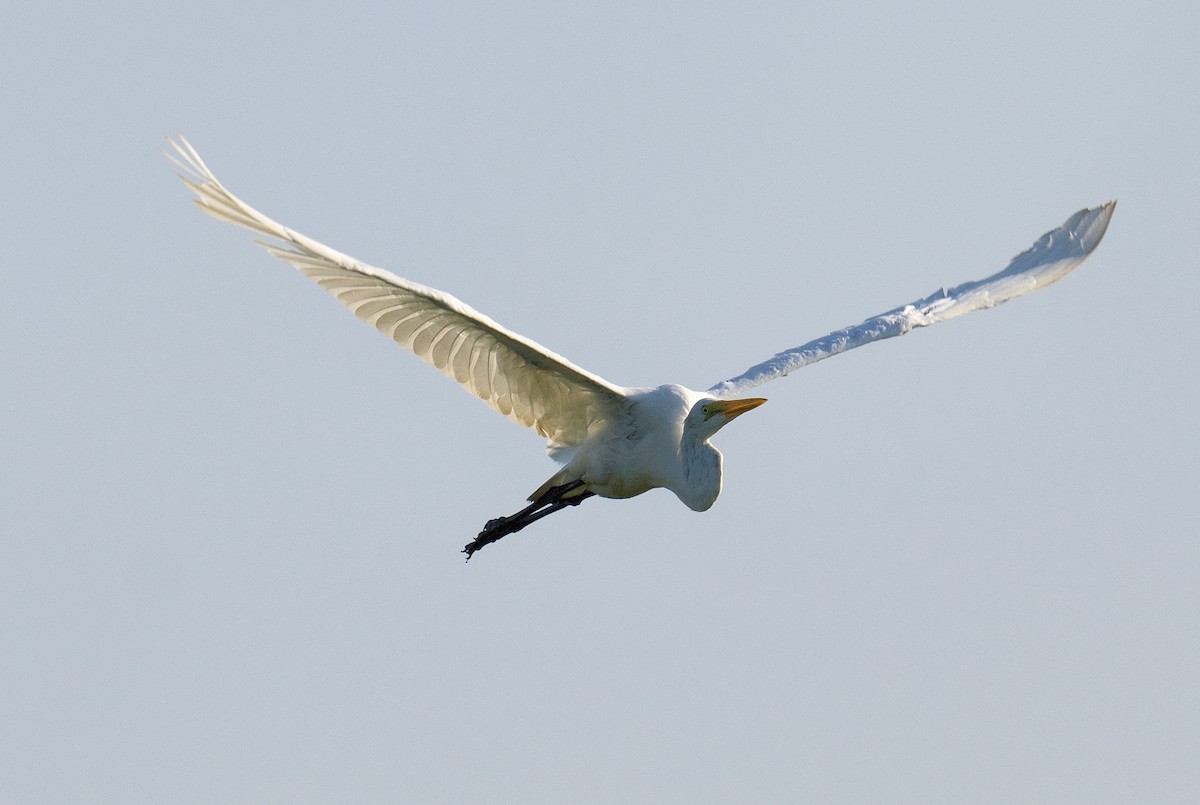 Great Egret - ML595564821