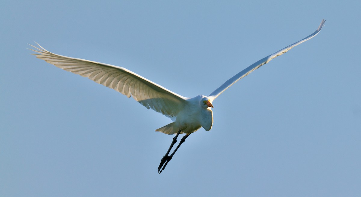 Great Egret - ML595564841