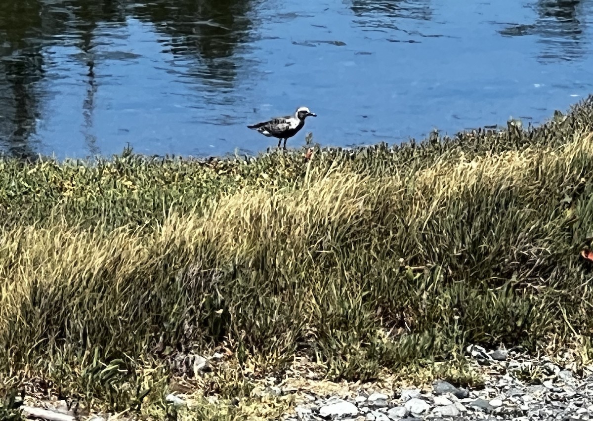 Black-bellied Plover - ML595565641