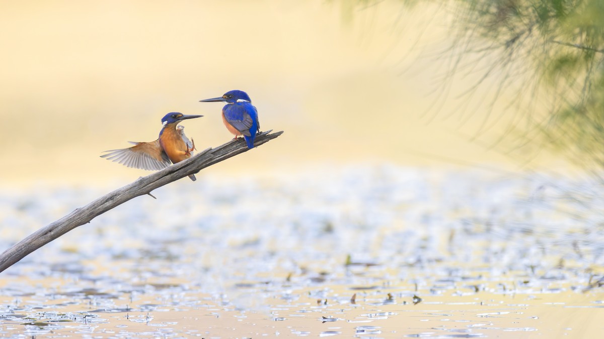 Azure Kingfisher - Paul Heath
