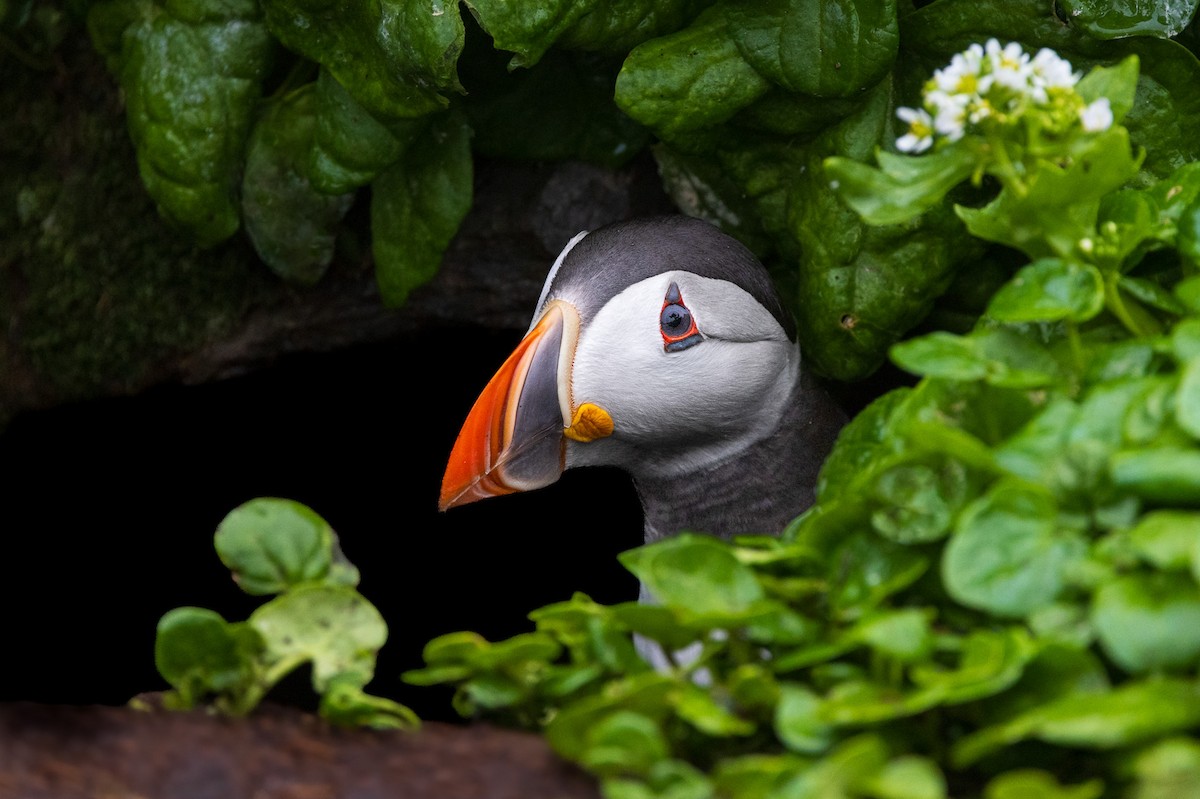 Atlantic Puffin - ML595566211