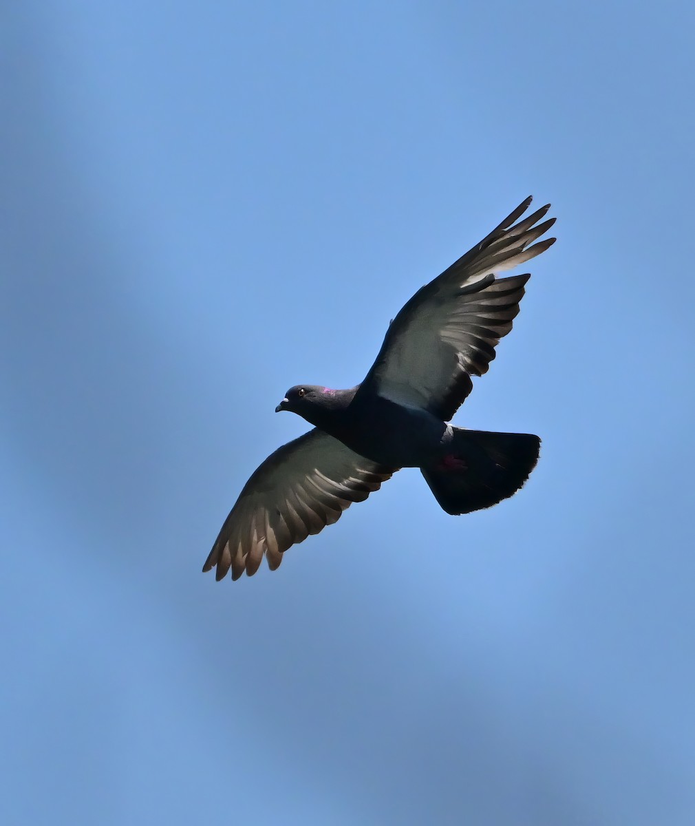 Rock Pigeon (Feral Pigeon) - Alan Sankey  COHL