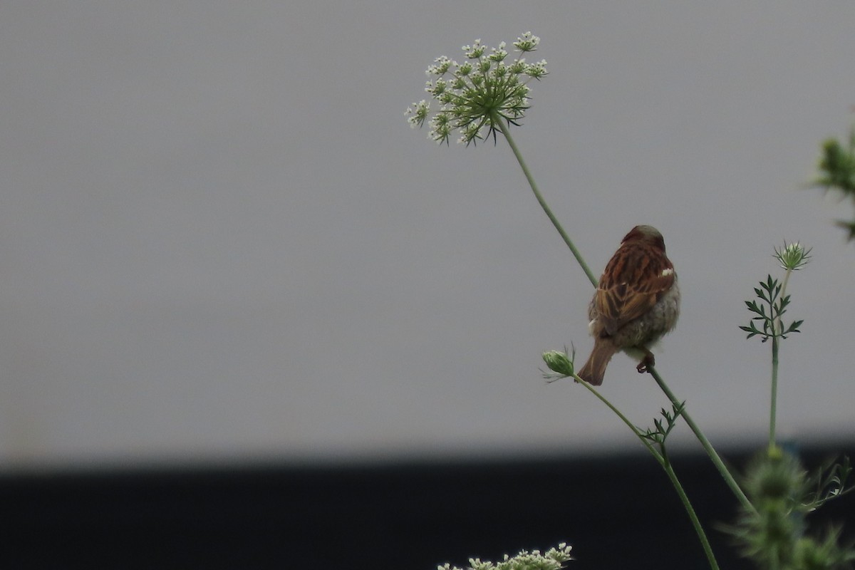 House Sparrow - ML595566991