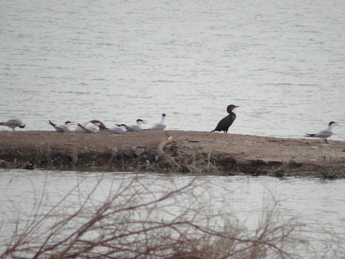 Double-crested Cormorant - Timothy Campbell