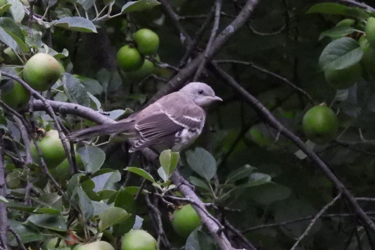 Northern Mockingbird - ML595567211