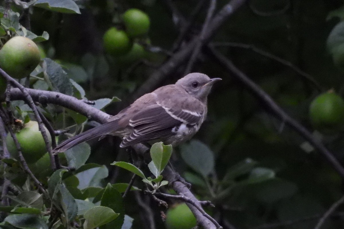 Northern Mockingbird - ML595567451