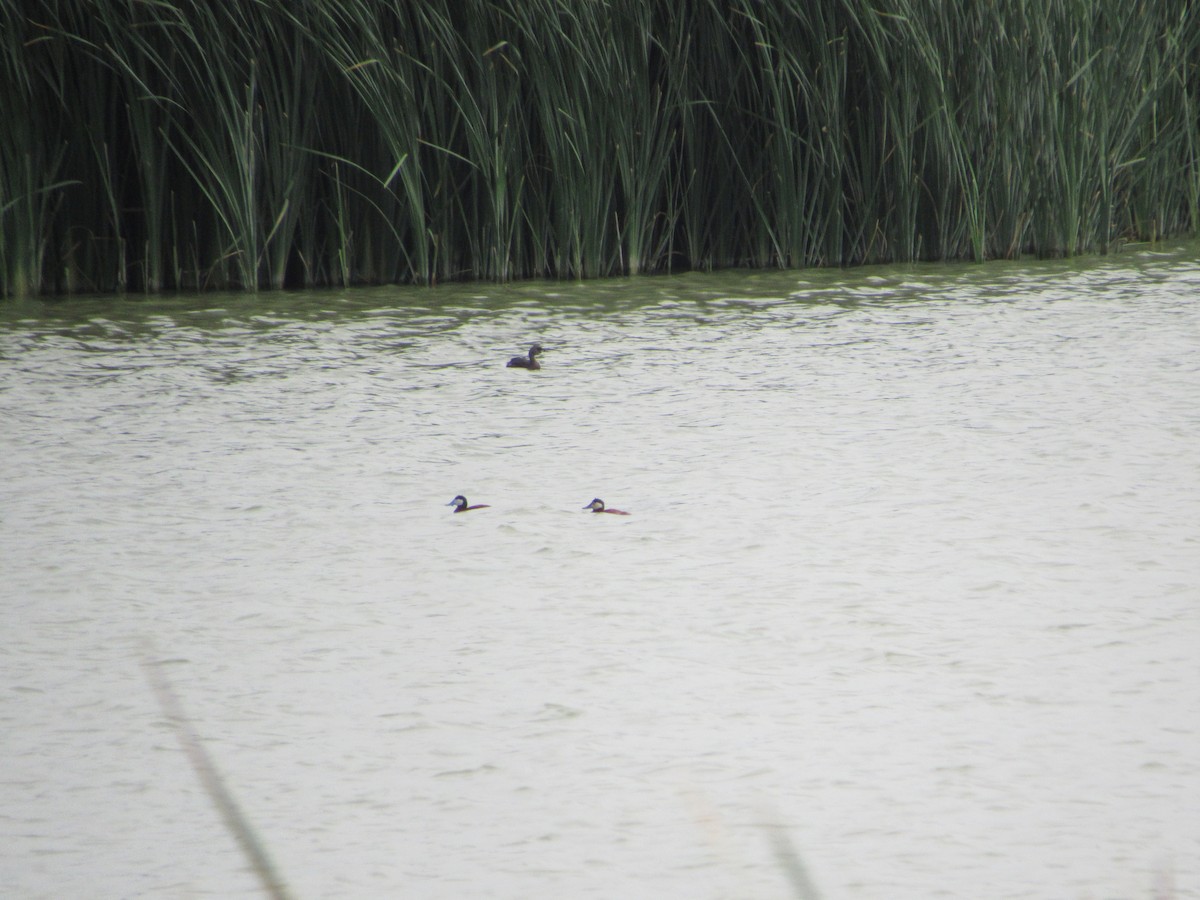 Ruddy Duck - Timothy Campbell