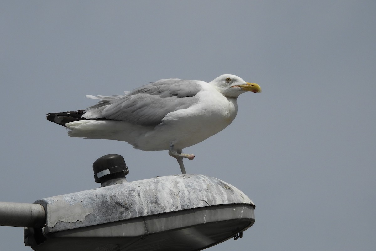 American Herring Gull - ML595568201