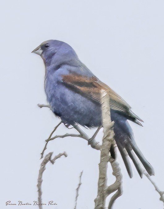 גבתאי כחול - ML595568471