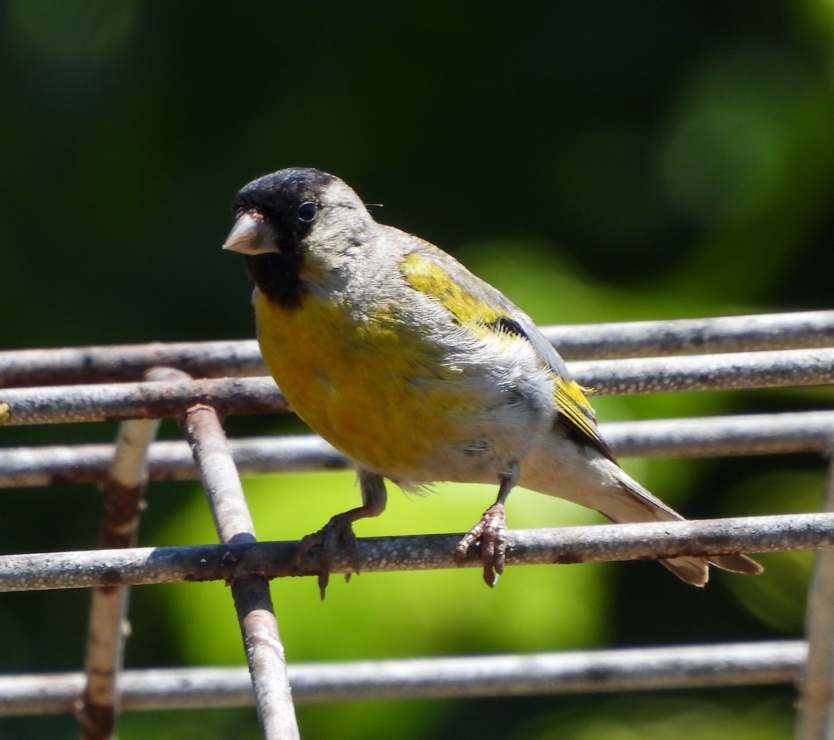 Lawrence's Goldfinch - ML595568731