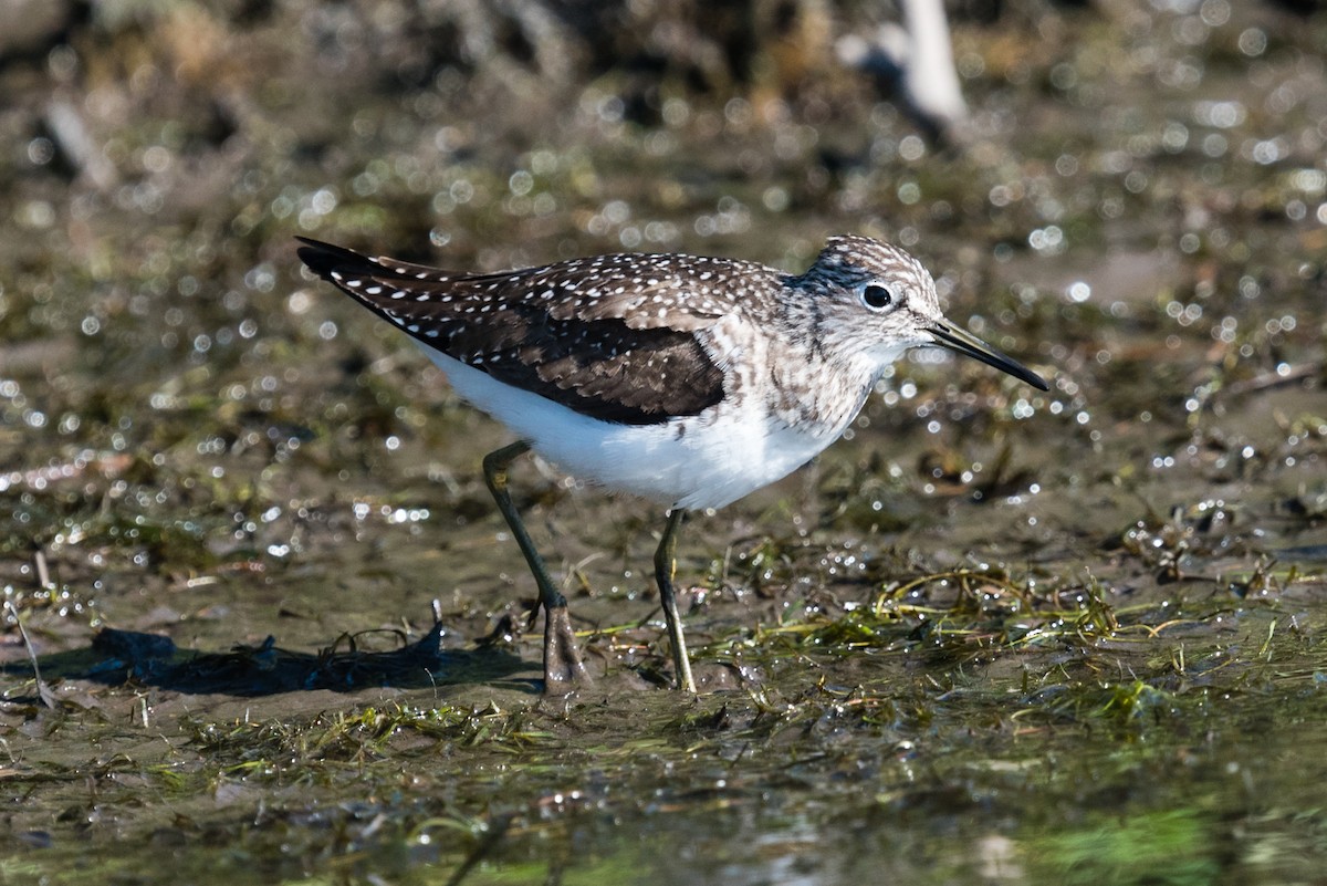 Solitary Sandpiper - ML595568901