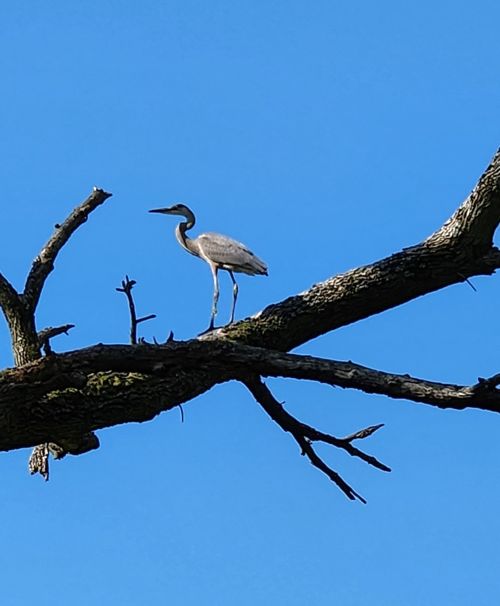 Great Blue Heron - Terry Ansel