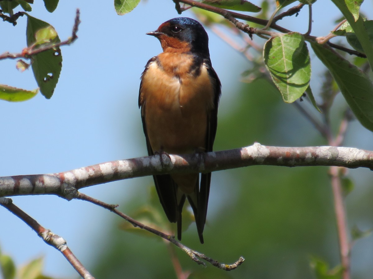 Barn Swallow - ML595569291