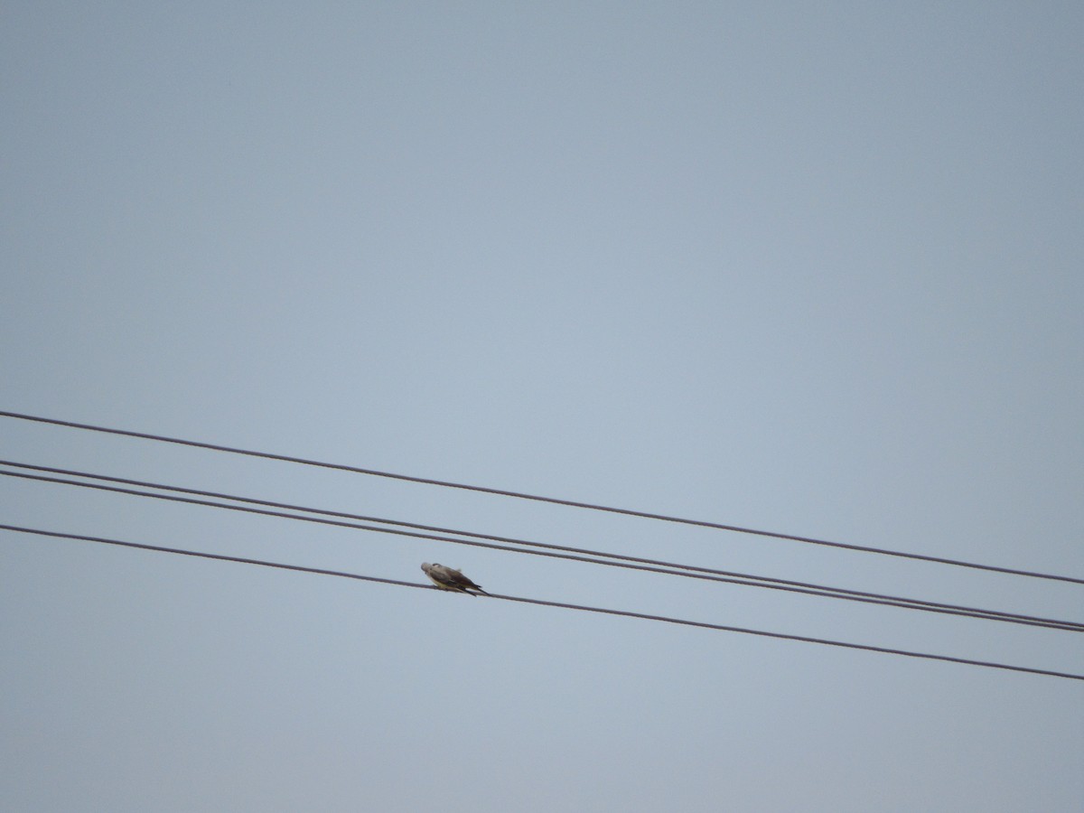 Western Kingbird - ML595569521