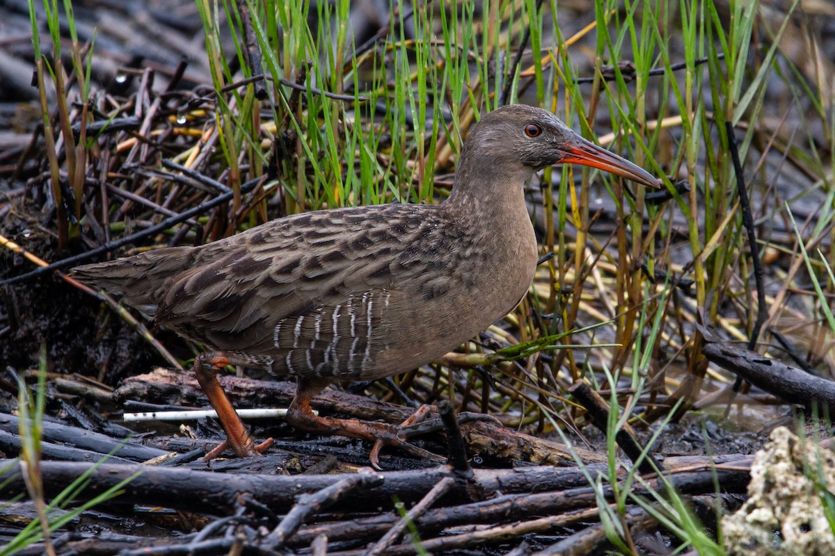 Mangrove Rail - ML595569701